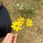 Engelmannia peristenia Flower