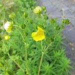 Potentilla recta花