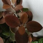 Kalanchoe orgyalisList