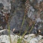 Agrostis rupestris Elinympäristö