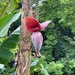 Musa balbisiana Fruit