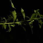 Scoparia dulcis List