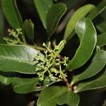 Syzygium frutescens Fuelha