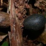 Pholidostachys pulchra Fruit