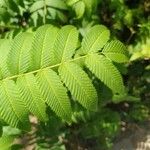 Sorbaria kirilowii برگ