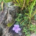 Ruellia humilis Kvet