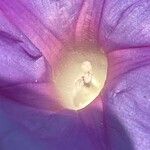 Ipomoea indica Цветок