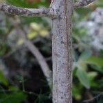 Teucrium heterophyllum 樹皮