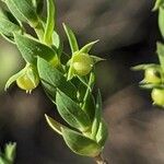 Lysimachia linum-stellatum Vaisius