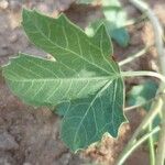 Jatropha chevalieri ഇല