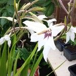 Gladiolus murielae Flor