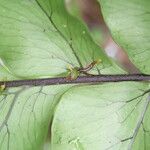 Triplophyllum buchholzii Hoja