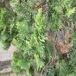 Juniperus virginiana पत्ता
