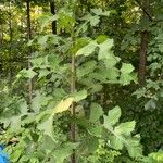 Lactuca biennis Leaf