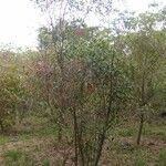 Olea lancea Staniste