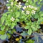 Cardamine amara Flower