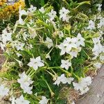 Nicotiana alata ശീലം