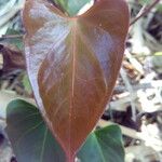 Anthurium andraeanum Leaf