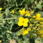 Brassica napus Λουλούδι