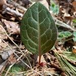 Pyrola picta Leaf