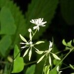 Thalictrum clavatum Flor