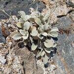 Pentanema verbascifolium Leaf