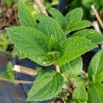 Hydrangea paniculataHoja