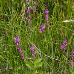 Polygala nicaeensis عادت داشتن