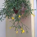 Rhipsalis clavata 花