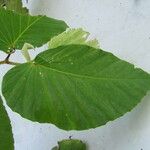 Begonia convallariodora Otro