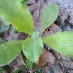 Gamochaeta purpurea List