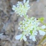 Anisosciadium orientale Fula