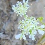 Anisosciadium orientale Bloem