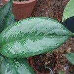 Aglaonema nitidum ഇല