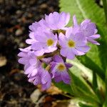 Primula denticulata Flower