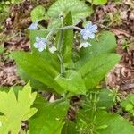 Andersonglossum virginianum 葉