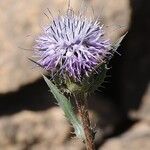 Carthamus caeruleus Flower