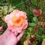 Rosa abietina Цветок