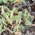 Arctostaphylos columbiana ᱥᱟᱠᱟᱢ