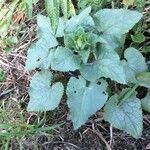 Lunaria annuaLeht