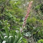 Vriesea imperialis Flower