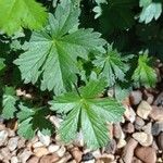 Potentilla brauneana Blad