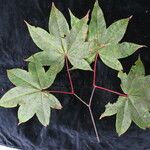 Acer campbellii Buveinė