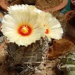 Astrophytum capricorne Leht