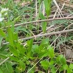 Cardamine bulbosa 叶