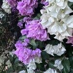 Bougainvillea glabra花