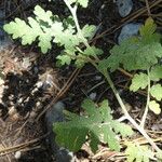 Phacelia ramosissima Pokrój