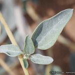 Helianthus niveus Folha