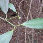 Garcinia pedicellata Hábito