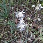 Scorzonera hispanica Fruit